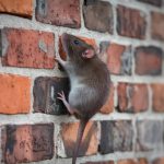 Comment protéger efficacement votre maison contre les invasions de rats et autres nuisibles