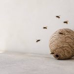 Frelons asiatiques en France : dangers, destruction des nids et solutions efficaces