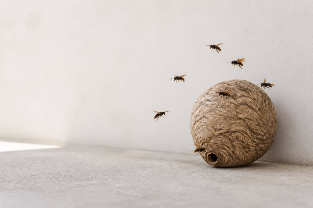 Frelons asiatiques en France : dangers, destruction des nids et solutions efficaces