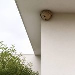 Comment trouver un nid de frelons asiatiques ?