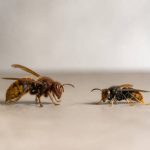 Différence entre frelons et frelons asiatiques : dangers et solutions pour s’en débarrasser