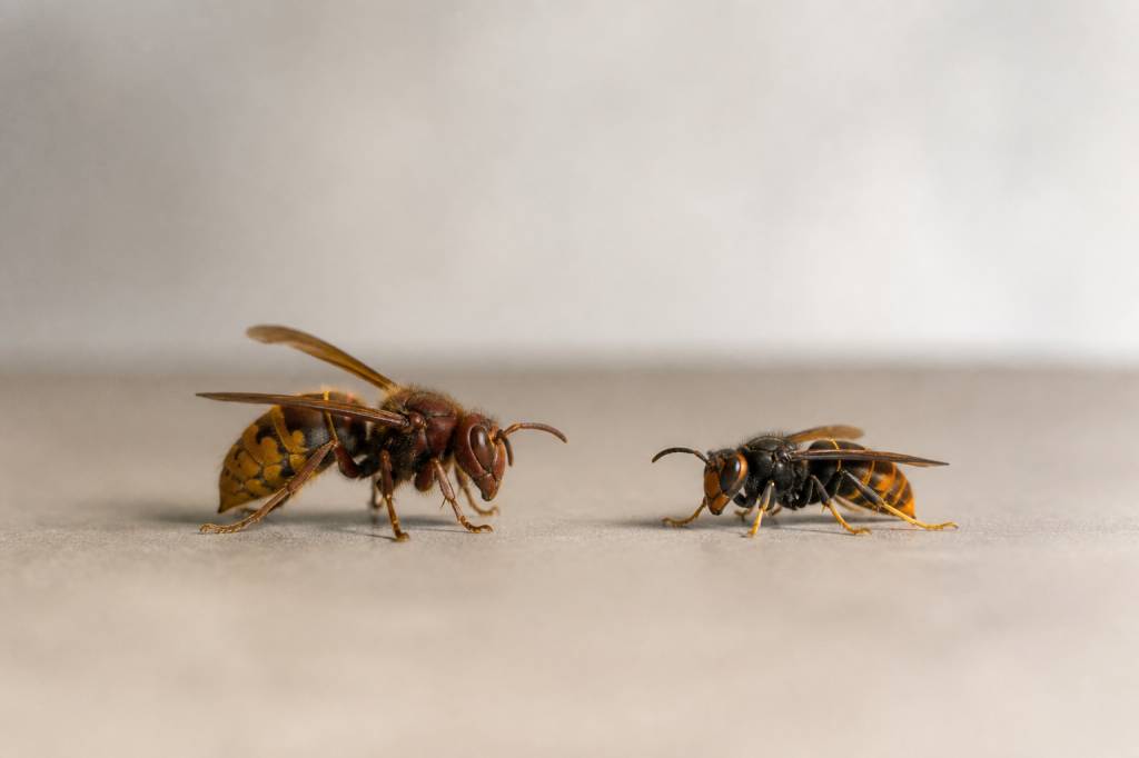 Différence entre frelons et frelons asiatiques : dangers et solutions pour s’en débarrasser